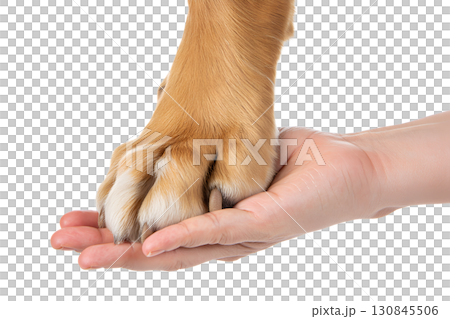 Dog's paw resting in human hand, symbol of friendship and trust between pet and owner, isolated on transparent background 130845506