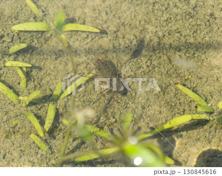 水中に潜むヤゴ 水中に潜むヤゴ 130845616