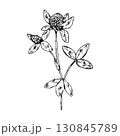 Hand drawn vector illustration of clover with blooming flower head and three leaves on graceful stem, ideal for botanical prints, herbal packaging, tea labels, eco branding and apothecary products 130845789