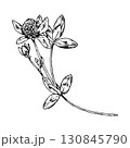 Hand drawn vector illustration of clover with blossom, leaves and buds in detailed linework, perfect for botanical prints, herbal packaging, eco design and natural cosmetics labels 130845790