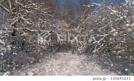 Beautiful winter forest covered with snow Beautiful winter forest covered with snow 130845831