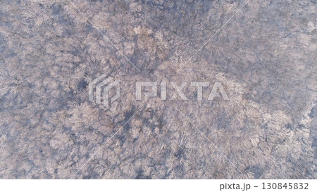 Aerial view of winter forest covered with snow Aerial view of winter forest covered with snow 130845832