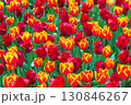 鮮やかなチューリップ 130846267
