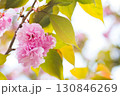 美しい八重桜 130846269