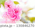 日に照らされる八重桜 130846270