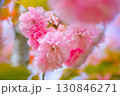 美しいピンクの八重桜 130846271