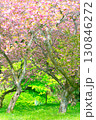 満開の八重桜 130846272