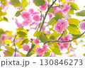 光に照らされる満開の八重桜 130846273
