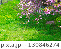 芝生上の八重桜 130846274