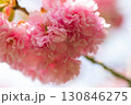 春の訪れを告げる八重桜 130846275