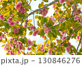 青空に映える八重桜 130846276