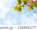 青空に伸びる八重桜 130846277