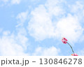 青空の下の八重桜 130846278