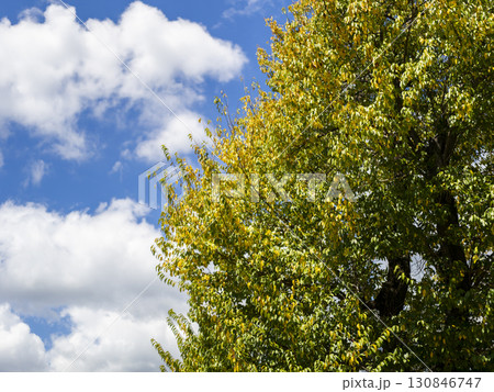 黄色く色付き始めたエドヒガンサクラの木 黄色く色付き始めたエドヒガンサクラの木 130846747