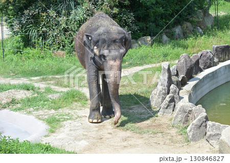 歩くアジアゾウ 歩くアジアゾウ 130846827