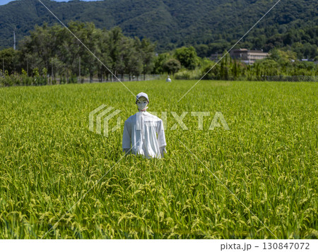 案山子が立てられた田園風景 案山子が立てられた田園風景 130847072