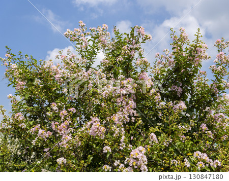 ピンクの百日紅と青空の風景 130847180