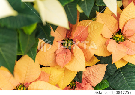 ポインセチア・クリスマス イメージ 130847255
