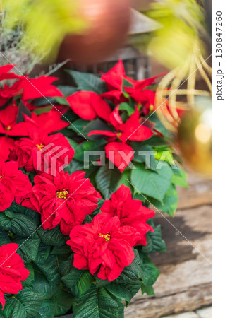 ポインセチア・クリスマス イメージ 130847260
