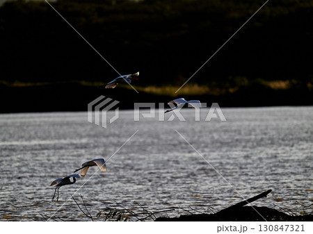 浜辺で捕食しているダイサギ 130847321
