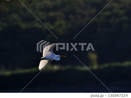 浜辺で捕食しているダイサギ 130847324