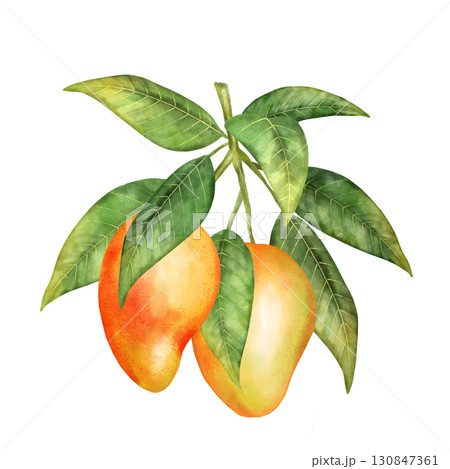 Hand-drawn illustration featuring two ripe mango fruits on a branch with green leaves. Perfect for tropical themes or healthy food designs Hand-drawn illustration featuring two ripe mango fruits on a branch with green leaves. Perfect for tropical themes or healthy food designs 130847361