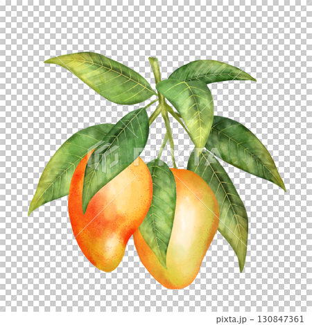 Hand-drawn illustration featuring two ripe mango fruits on a branch with green leaves. Perfect for tropical themes or healthy food designs Hand-drawn illustration featuring two ripe mango fruits on a branch with green leaves. Perfect for tropical themes or healthy food designs 130847361