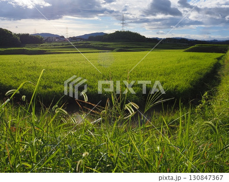 収穫間近の稲穂 130847367