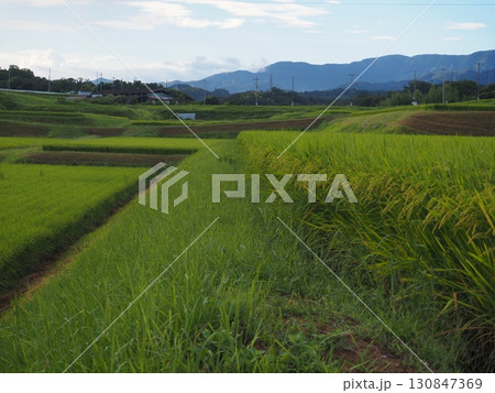 収穫間近の稲穂 収穫間近の稲穂 130847369