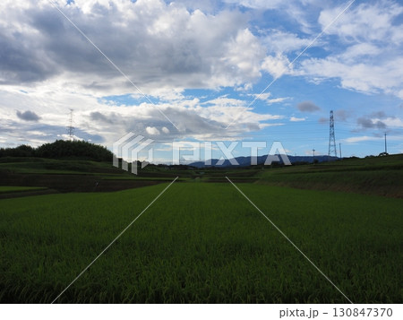 収穫間近の稲穂 130847370