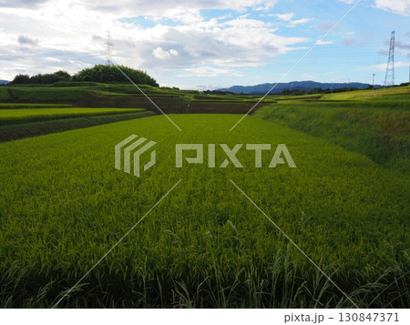 収穫間近の稲穂 130847371