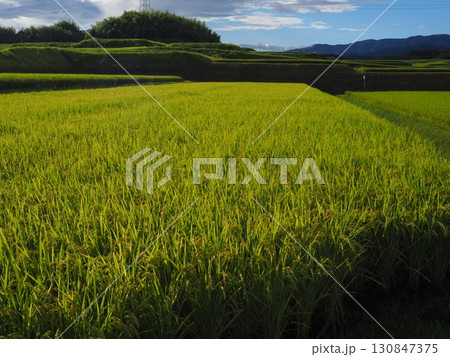 収穫間近の稲穂 130847375