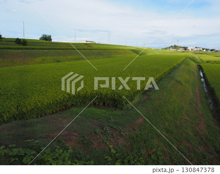 収穫間近の稲穂 130847378