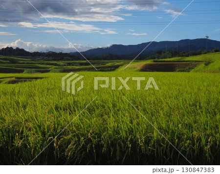 収穫間近の稲穂 130847383