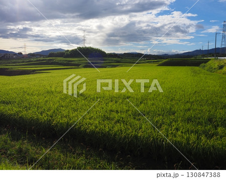 収穫間近の稲穂 130847388