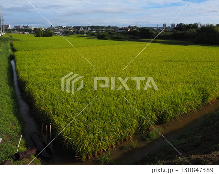 収穫間近の稲穂 130847389