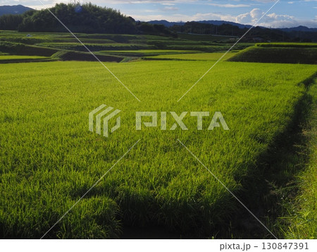 収穫間近の稲穂 130847391