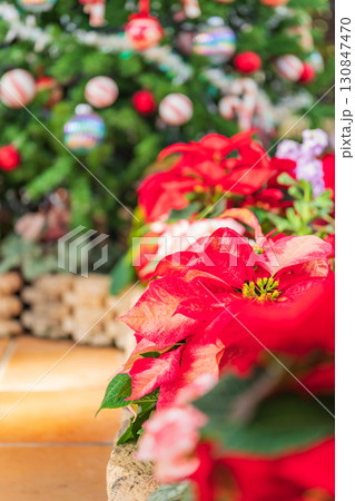 ポインセチア・クリスマス イメージ 130847470