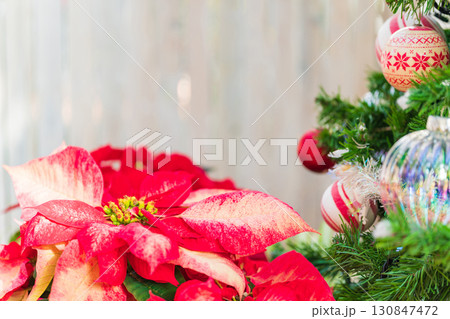 ポインセチア・クリスマス イメージ 130847472