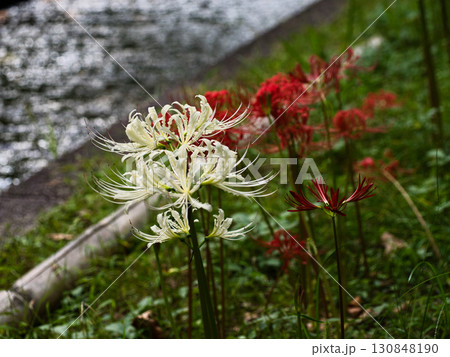 川沿いに咲く彼岸花 川沿いに咲く彼岸花 130848190