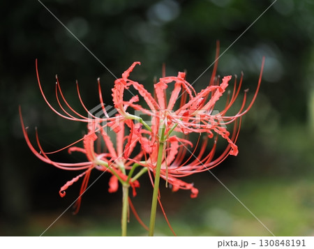 赤い彼岸花 赤い彼岸花 130848191