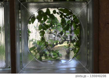 埋め込まれたガラス壁越しに見えるツル草 埋め込まれたガラス壁越しに見えるツル草 130848206