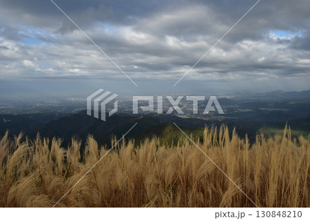 11月、大阪岩湧山の登山道のススキ 11月、大阪岩湧山の登山道のススキ 130848210