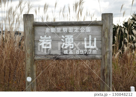 11月、大阪岩湧山の登山道のススキ 11月、大阪岩湧山の登山道のススキ 130848212