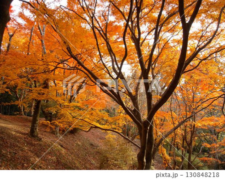 11月、大阪河内長野市の延命寺の紅葉 130848218