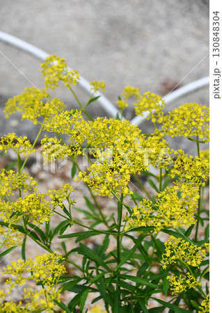 オミナエシ　Golden Lace 130848304
