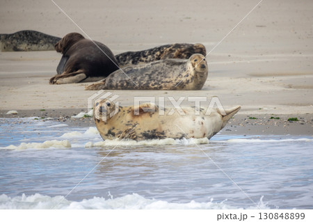 Eierland, De Cocksdorp, Texel, The Netherlands, Oktober 28th, 2024, A group of seals can be seen 130848899