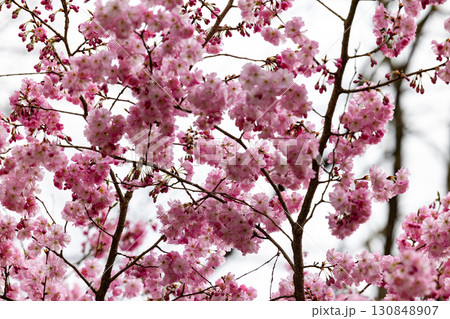 Stunning and Beautiful Cherry Blossom Branches Blooming Magnificently in the Spring Season Stunning and Beautiful Cherry Blossom Branches Blooming Magnificently in the Spring Season 130848907