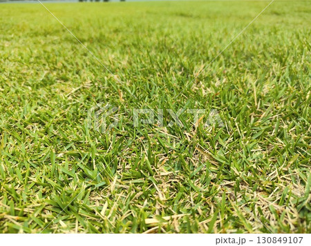 芝生 130849107