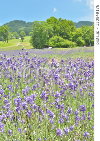 たんばらラベンダーパーク たんばらラベンダーパーク 130849176